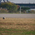 日本語に聞こえるサッカー中継 「ロングバージョン」