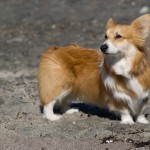 わんこみたいな素直なサラリーマン根性