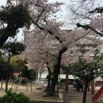 西天満公園のさくら