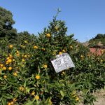 芋掘りにみかん園、釣り堀の観光農園南楽園さん