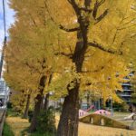 野崎公園の美しい紅葉を見ながら