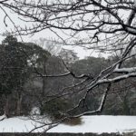 国宝彦根城の雪化粧