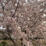 桃園公園の桜並木と遊ぶ子供たち